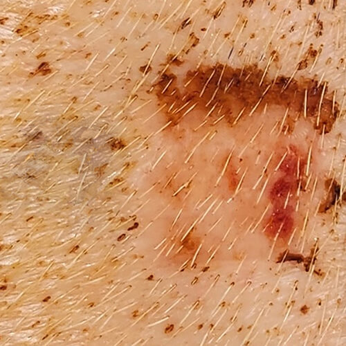 Pig Skin 3
